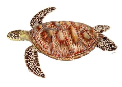 Green turtle