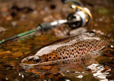 wild brown trout