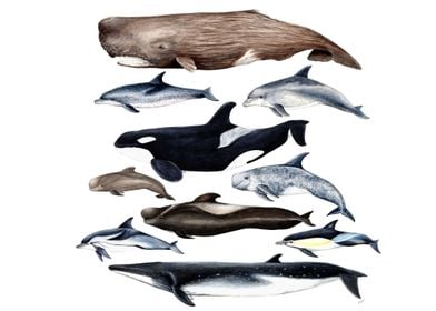 Whales and dolphins 