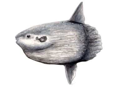 Ocean sunfish