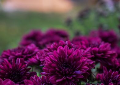Purple Chrysanthemum 