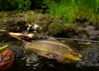 wild brown trout