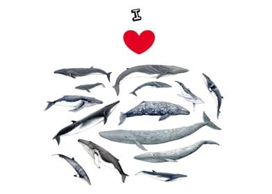 I love whales