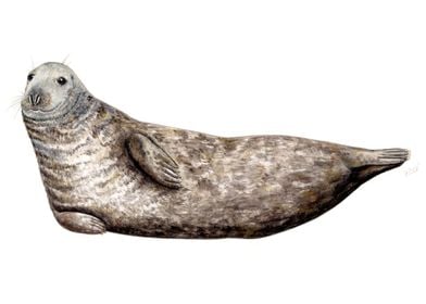 Grey seal