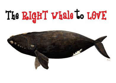 The right whale to love