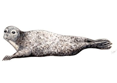 Harbour seal