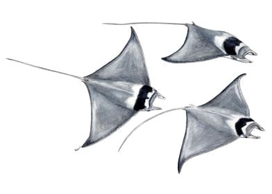 Devil fish manta rays