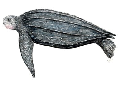 Leatherback turtle