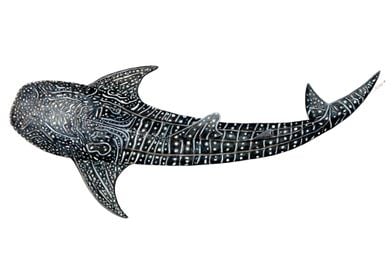 Whale shark Rhincodon typu