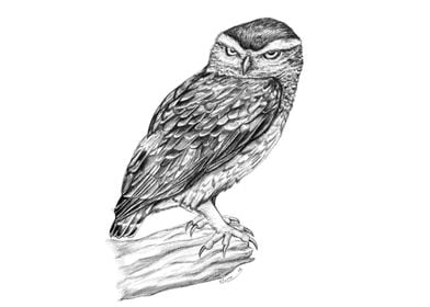 Little owl