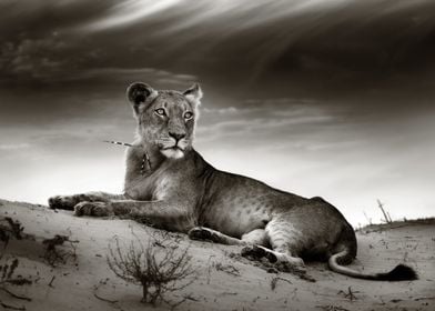 Lioness on desert dune