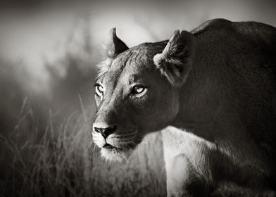 lioness stalking