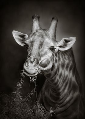 African Giraffe eating