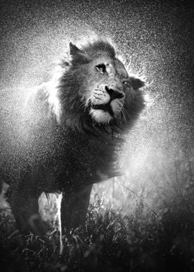 Lion shaking water