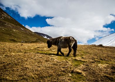 Welsh Mountain Pony