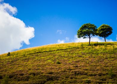 Summer Trees on Hill