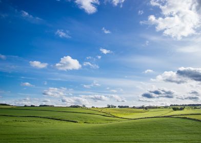 Summer fields