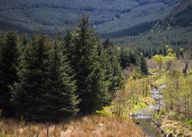 Welsh Forest