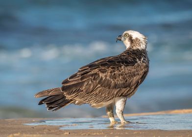 Osprey on the beach