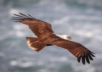 Brahminy Kite