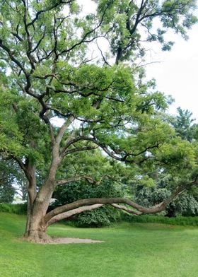  Big tree in public park