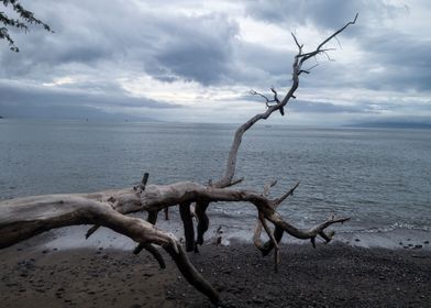 fallen tree branch seaside