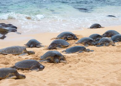 sea turtles on sandy beach
