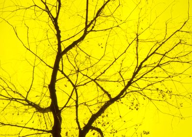 CENTRAL YELLOW TREE