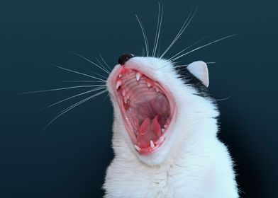 Black white cat yawning 