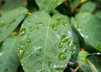 close up leaves with water