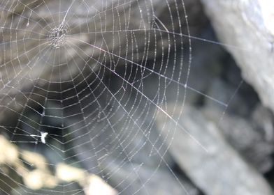 Spiderwebs are pretty
