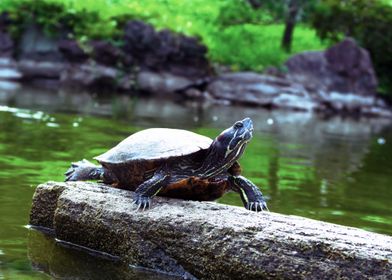 Turtle zen