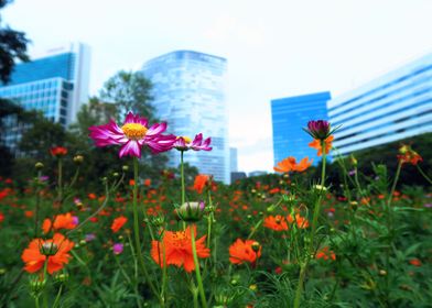 flowers and building