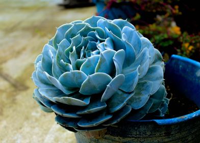 plant blue