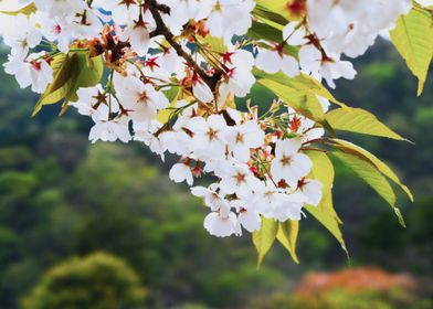Sakura in Nikko