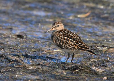 A Tame Pectoral Sandpiper