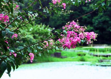 Zen ambiance floral