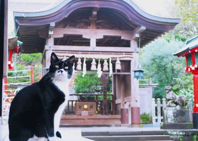 shrine cat keeper