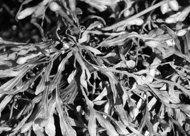 Seaweed Closeup