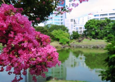 Garden in Tokyo