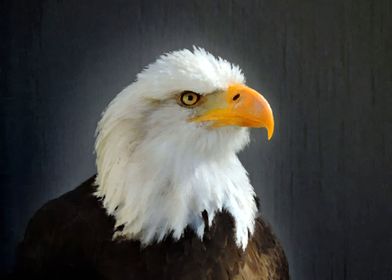 American Bald Eagle