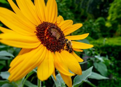 bumblebee yellow flower