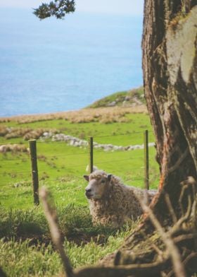 Resting Sheep in Otago