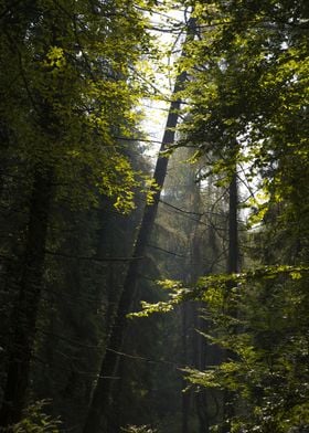 Dark forest sunlight