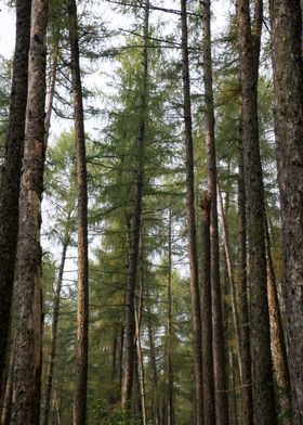Vertical as pines