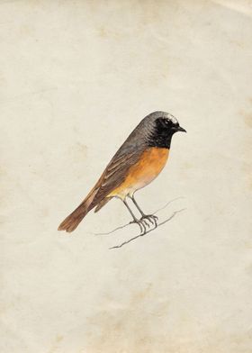 Redstart