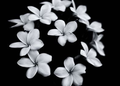 Fine art plumeria