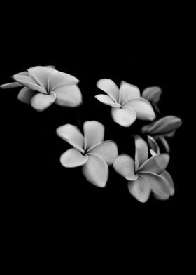 Fine art plumeria