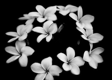 Fine art plumeria