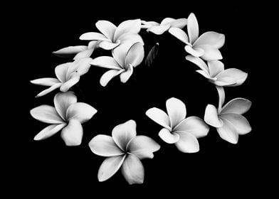 Fine art plumeria